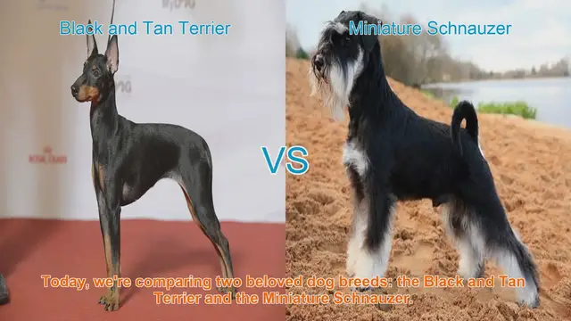 Video thumbnail for Black and Tan Terrier vs. Miniature Schnauzer: A Comparison