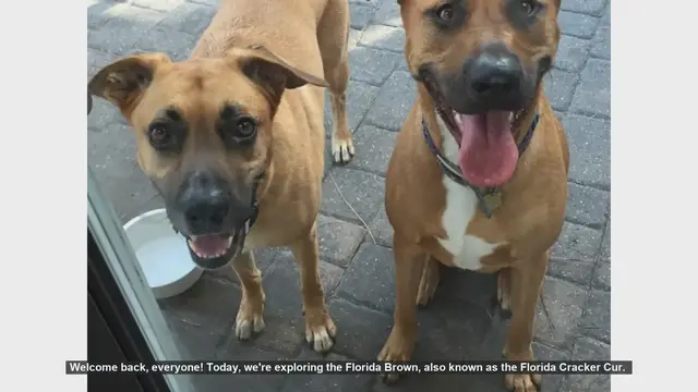 Video thumbnail for Florida Brown (Florida Cracker Cur): Pros and Cons of This Unique Breed