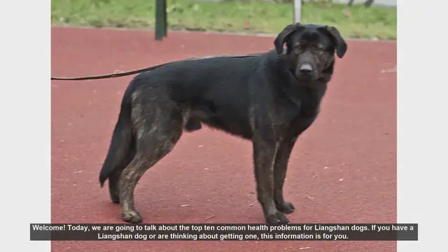 Video thumbnail for Top 10 Common Health Problems in Liangshan Dogs