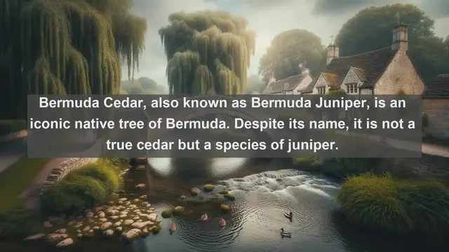 Video thumbnail for Discovering Bermuda's Natural Treasures: Top 10 Native Plants Revealed