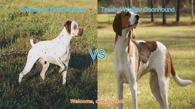 Video thumbnail for Braque du Bourbonnais vs. Treeing Walker Coonhound: A Comprehensive Comparison