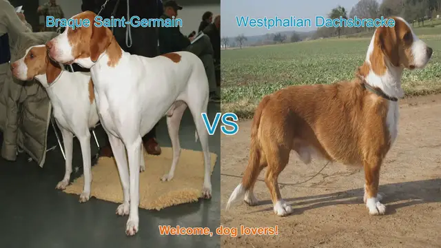 Video thumbnail for Dog Breed Comparison: Braque Saint-Germain vs. Westphalian Dachsbracke