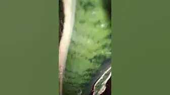 'Video thumbnail for snake plant leaf pattern'