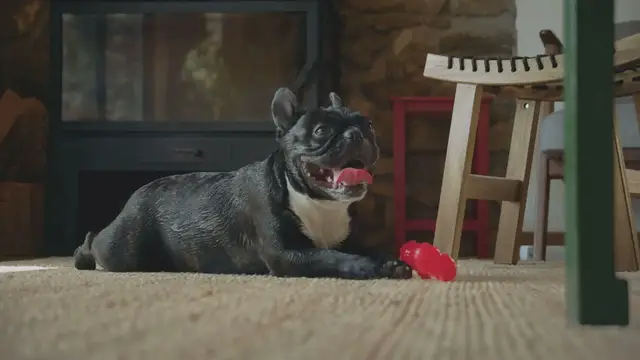 'Video thumbnail for When Do French Bulldogs Stop Growing?'