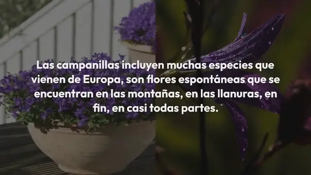 Video thumbnail for Campanillas, con una pizca de esto las harás florecer todo el año