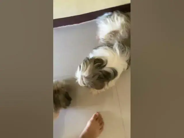 Video thumbnail for Good Morning Fellas!