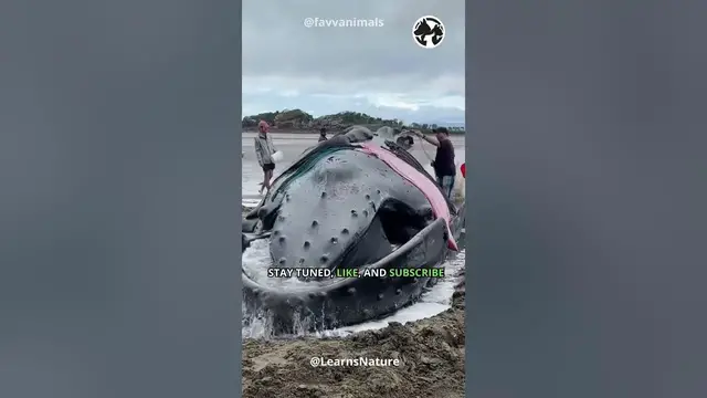 Video thumbnail for Rescue Against The Tide: Saving a Stranded Whale #WhaleRescue #shortvideo #shorts #short  #animals