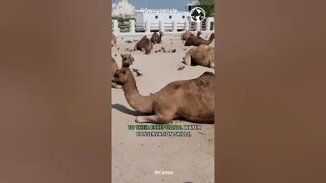'Video thumbnail for Desert Nomads The Resilient World of Camels #shorts #camels'