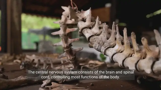 Video thumbnail for The Nervous System | An Overview of Structure