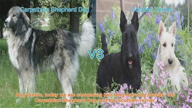 Video thumbnail for Carpathian Shepherd Dog vs. Scottish Terrier: A Comparison of Long-Hair Breeds