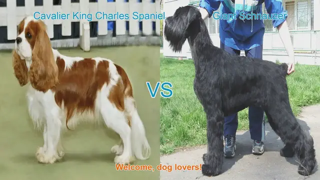 Video thumbnail for Cavalier King Charles Spaniel vs. Giant Schnauzer: A Detailed Comparison