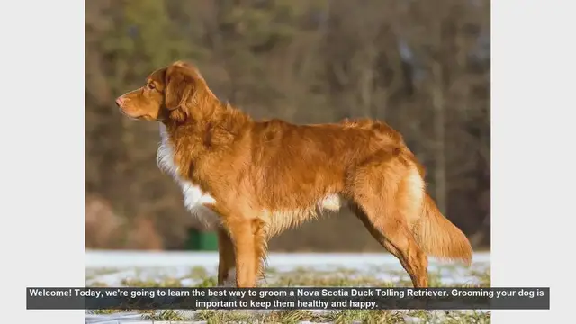 Video thumbnail for How to Groom a Nova Scotia Duck Tolling Retriever: Step-by-Step Guide