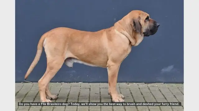 Video thumbnail for How to Brush and Deshed Your Fila Brasileiro Dog