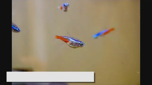 Video thumbnail for Tetra Fish Care Guide: Tips for a Thriving Aquarium