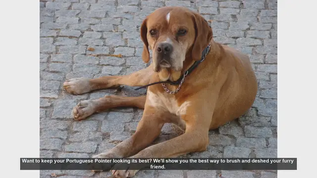 Video thumbnail for How to Brush and Deshed Your Portuguese Pointer: A Step-by-Step Guide