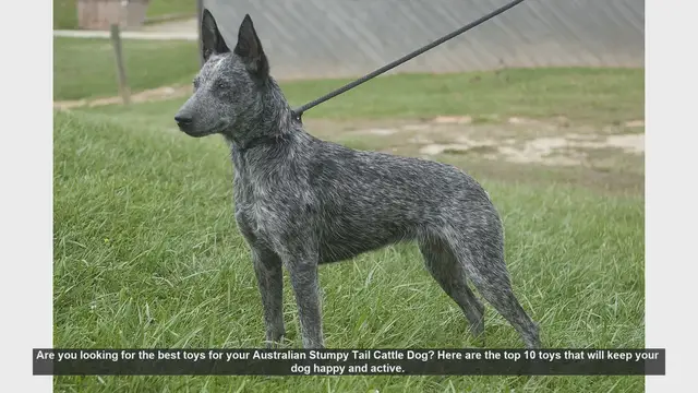 Video thumbnail for Top 10 Toys for Your Australian Stumpy Tail Cattle Dog