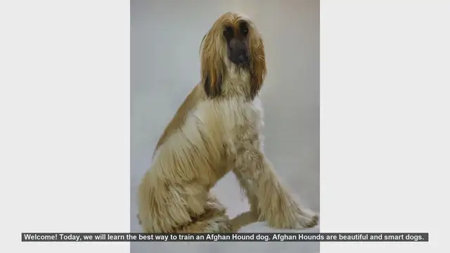 Video thumbnail for Effective Tips for Training Your Afghan Hound
