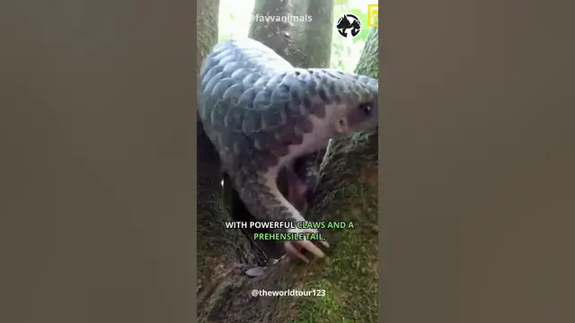 'Video thumbnail for Pangolin Protectors - Guardians of the Forest Floor #shorts #pangolin'