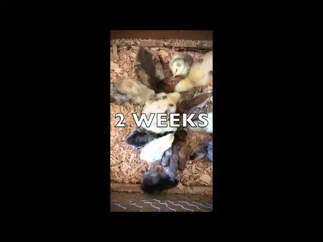 'Video thumbnail for SAME BABY CHICKS OVER A YEAR- Watch Them Grow!'