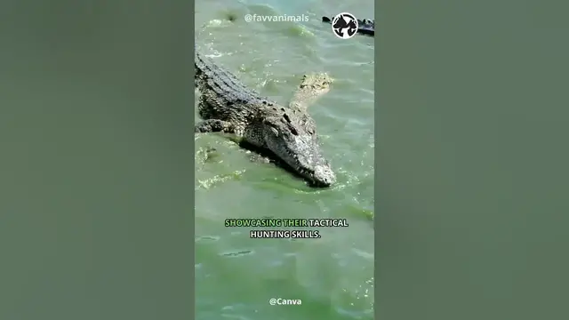 'Video thumbnail for River Titans - Crocodile Kingdoms in the Wetlands #shorts #animals #wildlife'