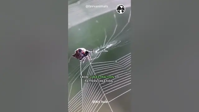 'Video thumbnail for Spider Symphony: The Art of Web Weaving in Slow Motion #shorts #spider'