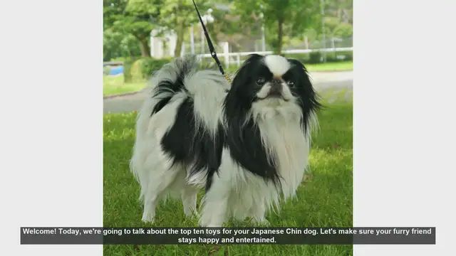 Video thumbnail for Top 10 Toys for Your Japanese Chin Dog