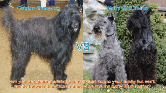 Video thumbnail for Catalan Sheepdog vs. Kerry Blue Terrier: A Comprehensive Breed Comparison
