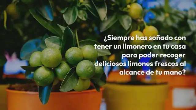 Video thumbnail for Cómo cultivar y cuidar un limonero en maceta: la guía completa