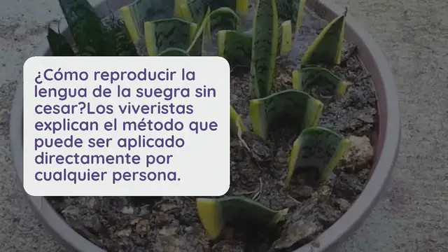 Video thumbnail for La lengua de la suegra, cómo reproducirla sin fin: el método real utilizado por las guarderías