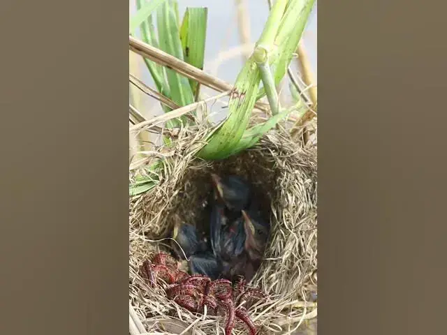 'Video thumbnail for Babies Bird Cries Feed Eat (EP-82)  #birds #nature #birdfeeding #birdwatching'