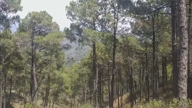 'Video thumbnail for Pinus Trees  Himachal Pradesh'