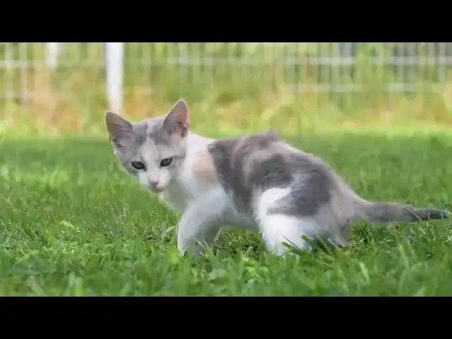 Video thumbnail for 18 de outubro de 2025