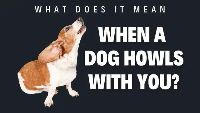 Video thumbnail for What does it mean when a dog howls with you?