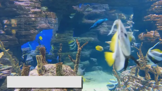 'Video thumbnail for Peaceful Fish Species: Creating a Calm and Serene Aquarium'