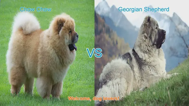 Video thumbnail for Chow Chow vs. Georgian Shepherd: A Comparison of Unique Dog Breeds
