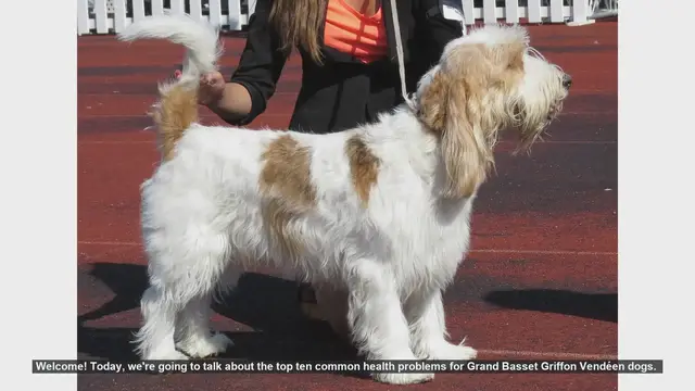 Video thumbnail for Top 10 Health Issues in Grand Basset Griffon Vendéen Dogs