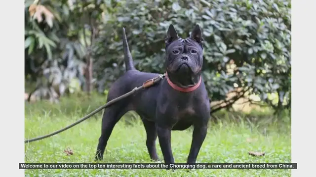 Video thumbnail for Top 10 Fascinating Facts About the Ancient Chongqing Dog