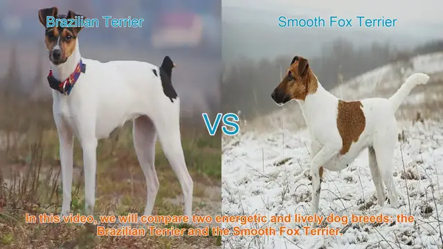 Video thumbnail for Brazilian Terrier vs. Smooth Fox Terrier: A Comparison of Energetic Dog Breeds