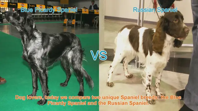 Video thumbnail for Blue Picardy Spaniel vs. Russian Spaniel: A Comparison of Two Unique Breeds