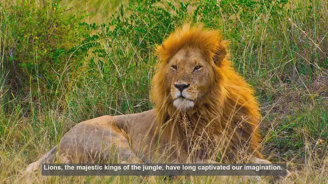 Video thumbnail for 10 Key Differences: Wild vs Captive Lion Lifespans