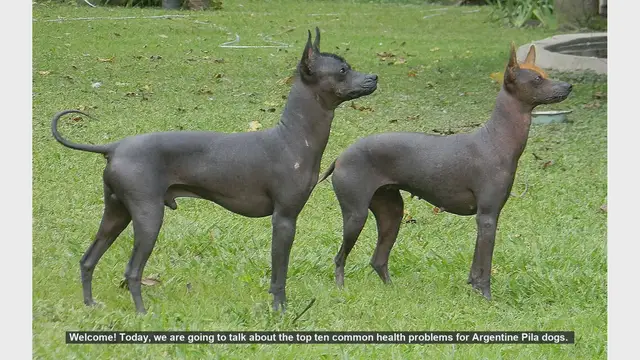 Video thumbnail for Top 10 Common Health Problems in Argentine Pila Dogs