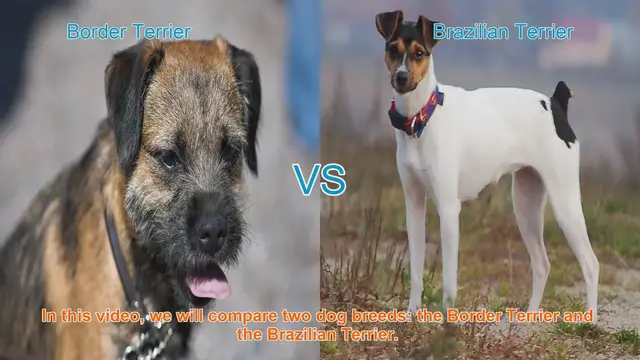 Video thumbnail for Border Terrier vs. Brazilian Terrier: A Breed Comparison