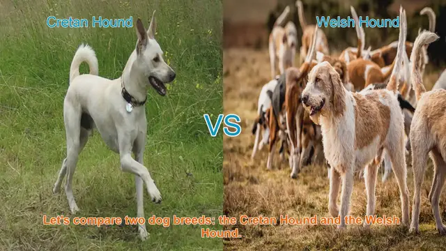 Video thumbnail for Cretan Hound vs. Welsh Hound: A Comprehensive Comparison