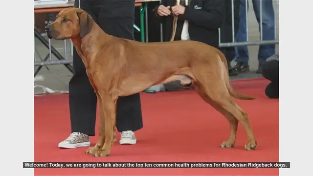 Video thumbnail for Top 10 Common Health Problems in Rhodesian Ridgeback Dogs