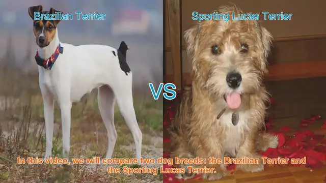 Video thumbnail for Brazilian Terrier vs. Sporting Lucas Terrier: A Comprehensive Comparison