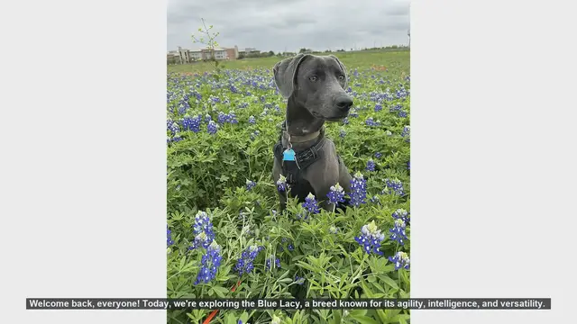 Video thumbnail for Blue Lacy Dog Breed: Pros and Cons