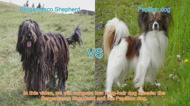 Video thumbnail for Bergamasco Shepherd vs. Papillon Dog: A Comparison of Two Long-Haired Breeds