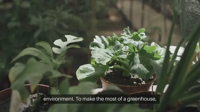 Video thumbnail for Greenhouse Gardening Tips