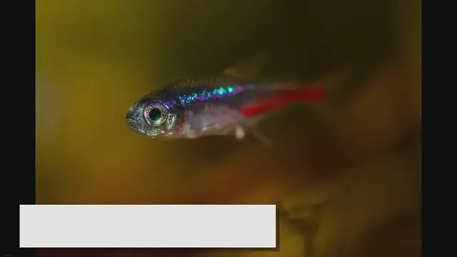 'Video thumbnail for How Long Do Neon Tetras Live? A Comprehensive Guide'