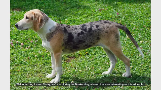 Video thumbnail for Top 10 Fascinating Facts About Dunker Dogs